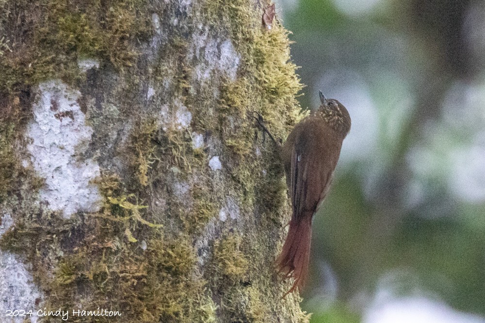 Wedge-billed Woodcreeper - ML622292234