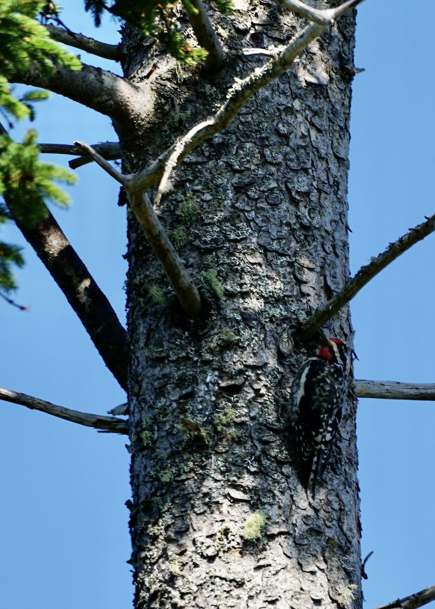 Yellow-bellied Sapsucker - ML622292237