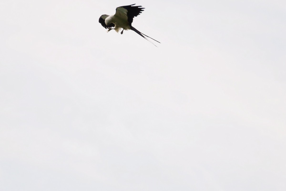 Swallow-tailed Kite - ML622292241