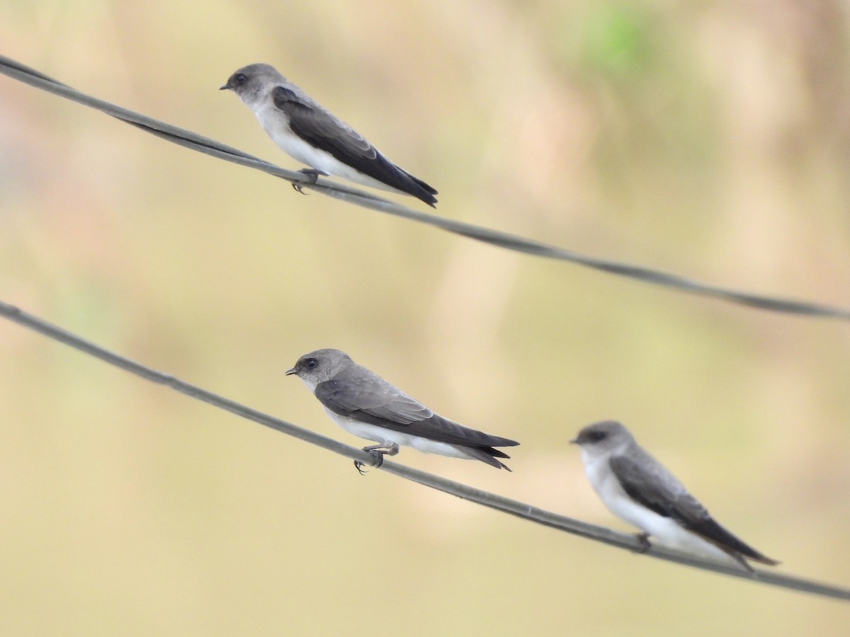 Gray-throated Martin - Adrián Colino Barea