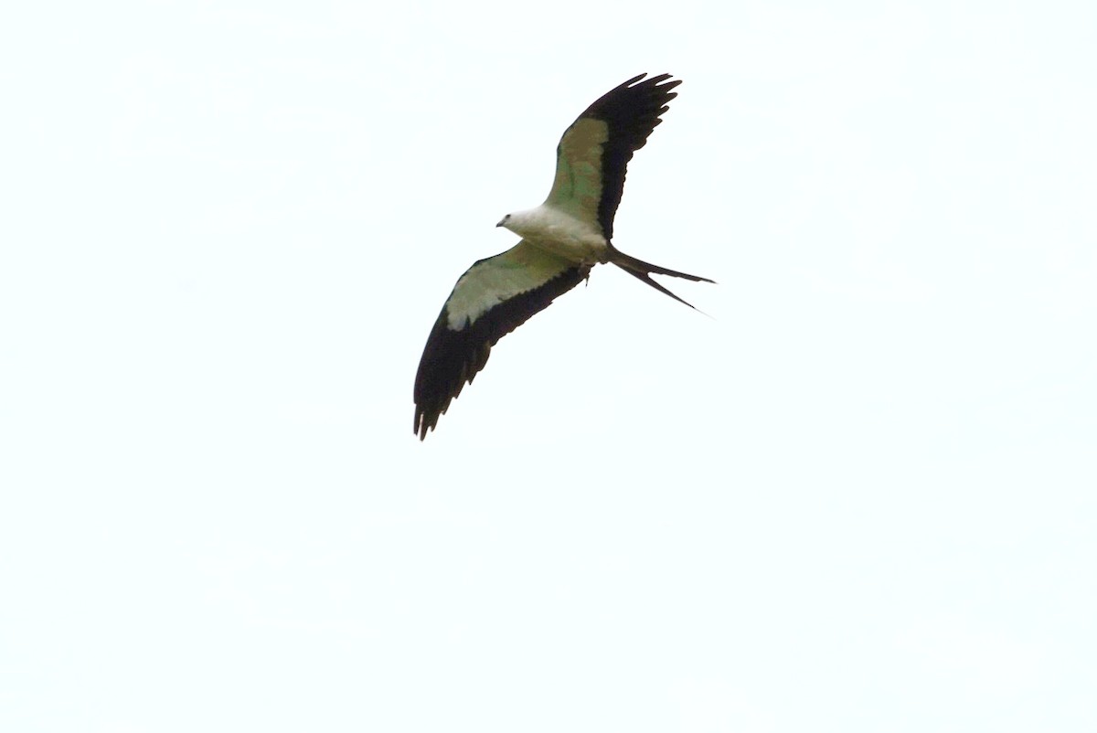 Swallow-tailed Kite - deborah grimes