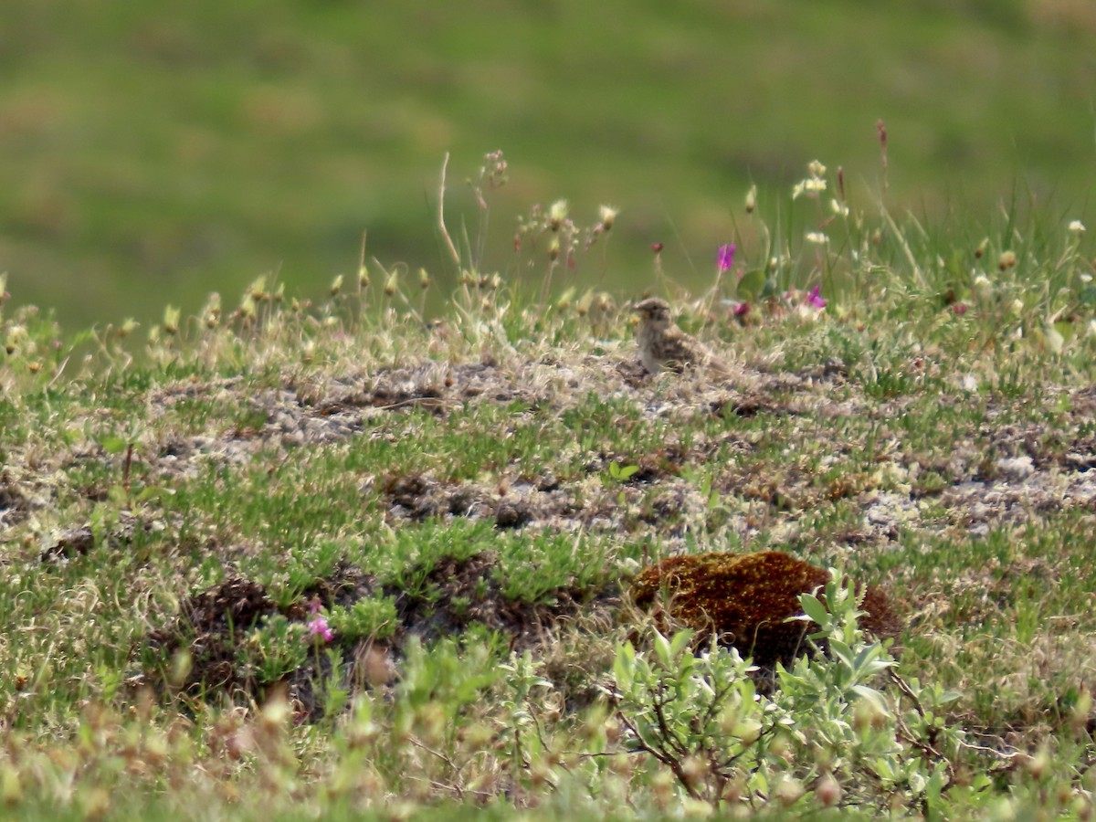 Horned Lark - ML622292289