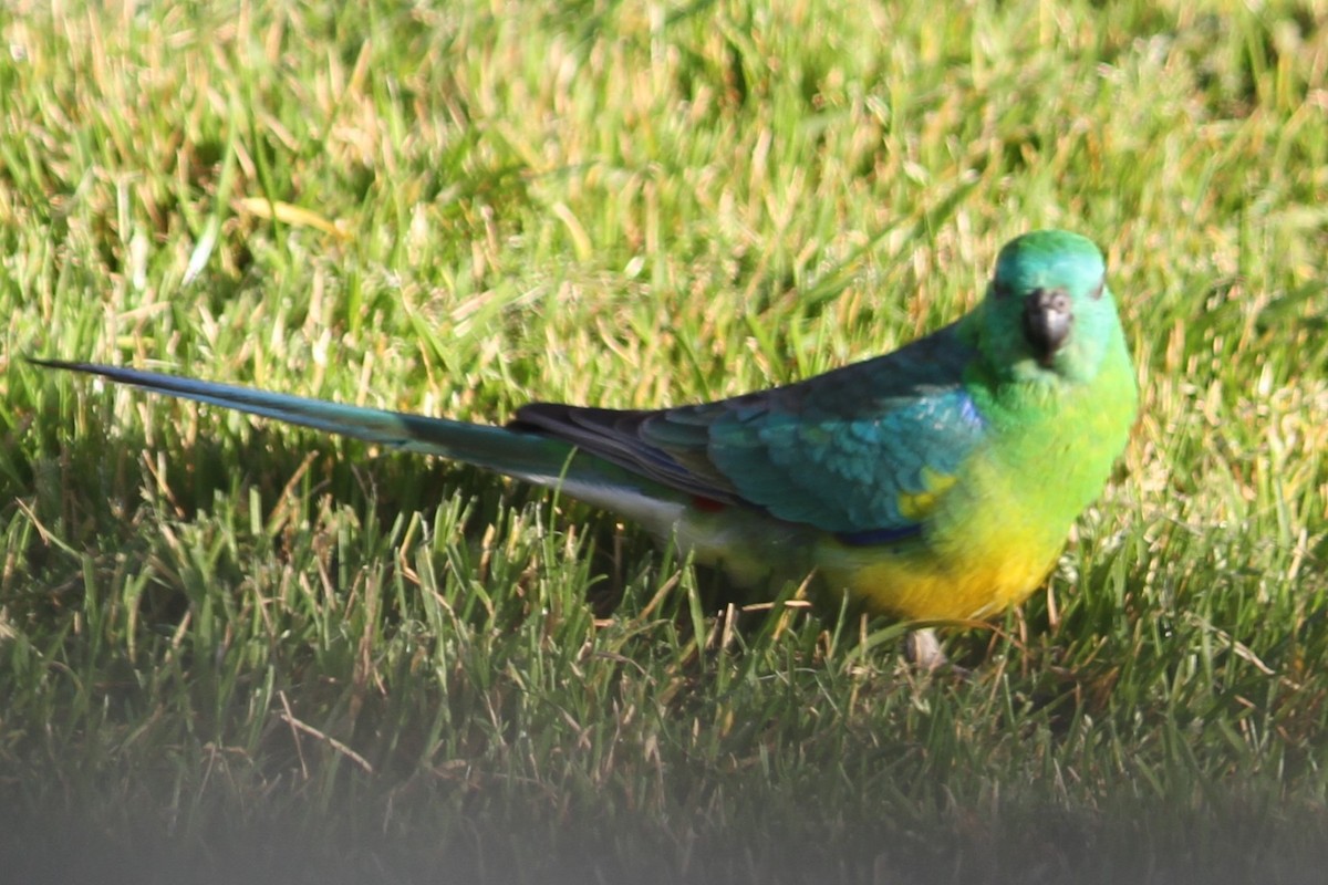 Red-rumped Parrot - ML622292303