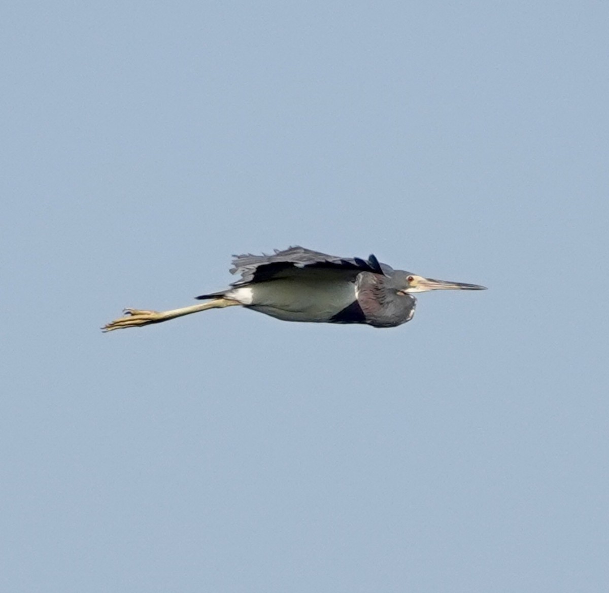 Tricolored Heron - Michael Calamari