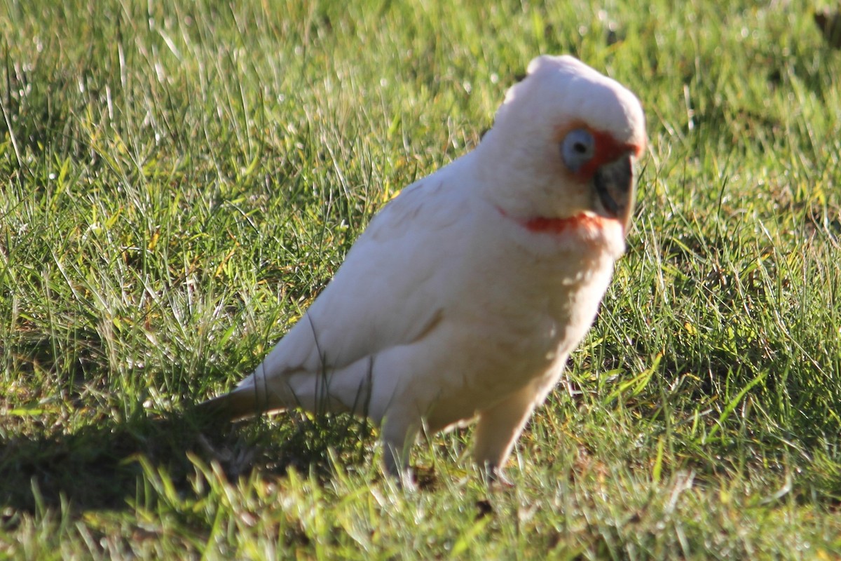 Long-billed Corella - ML622292312