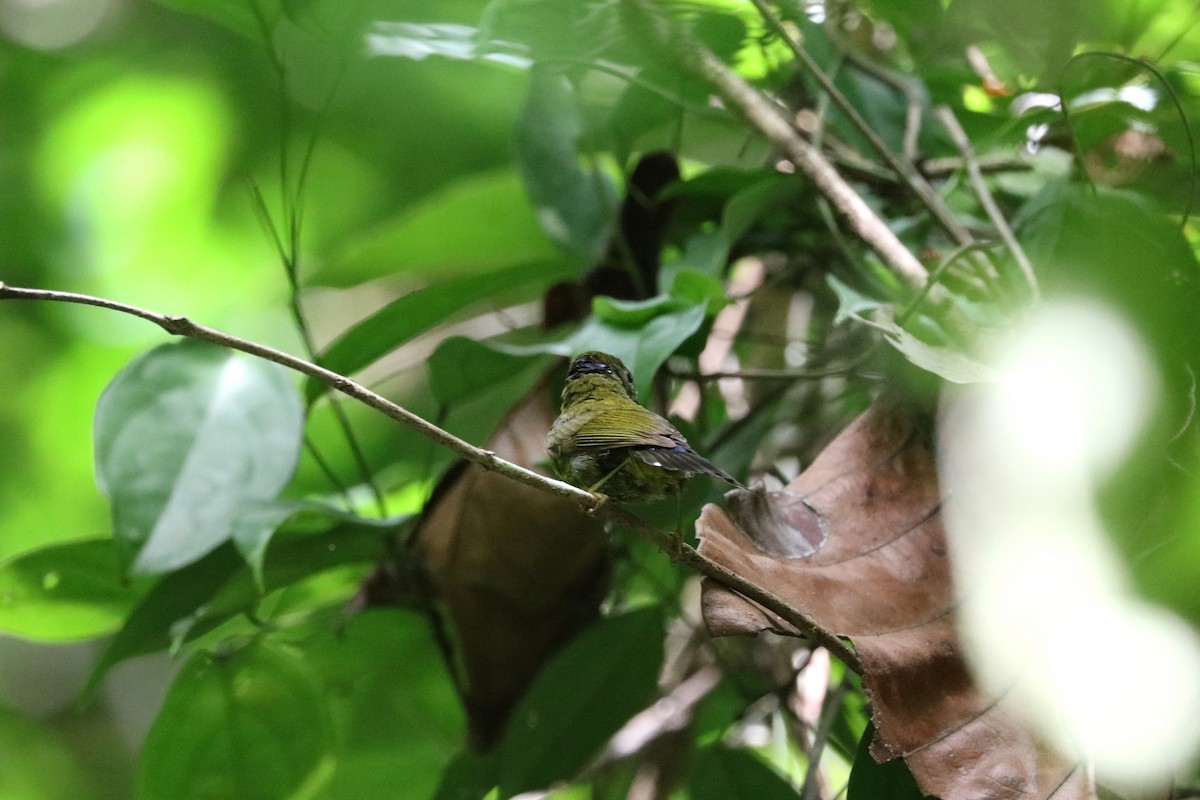 Purple-naped Spiderhunter - ML622292315