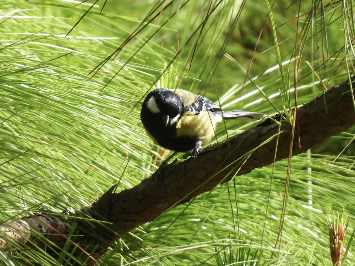 Green-backed Tit - ML622292325