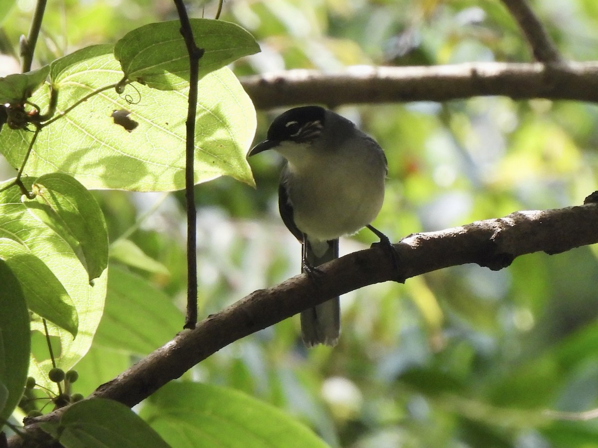 Black-headed Sibia (Lang Bian) - ML622292339