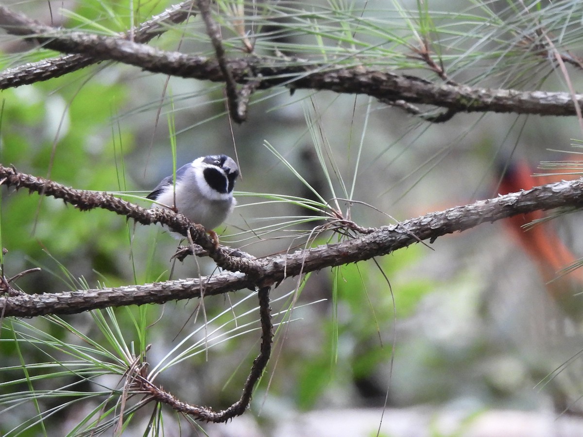 Black-throated Tit (Gray-crowned) - ML622292352