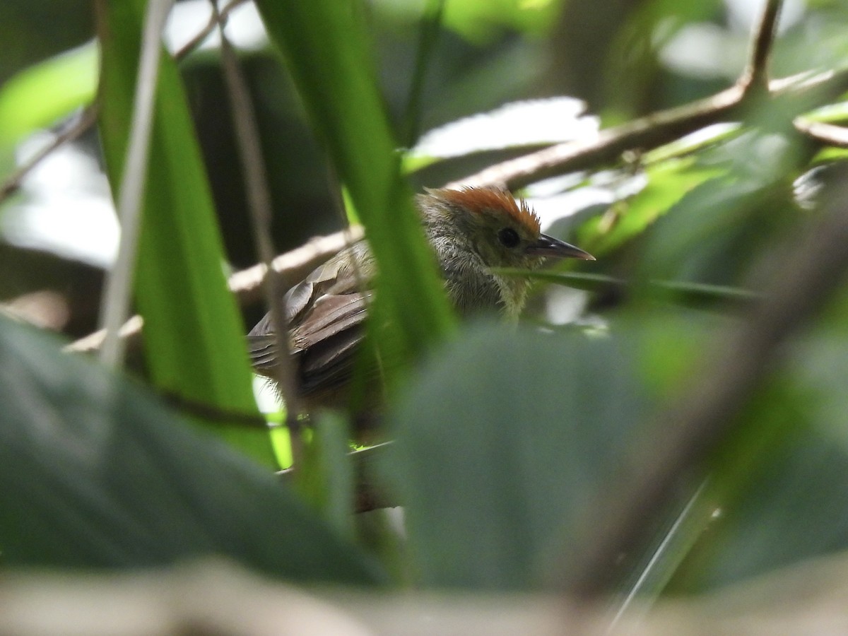 Rufous-capped Babbler - ML622292354