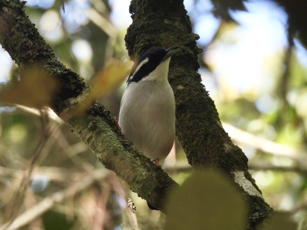 White-browed Shrike-Babbler (Dalat) - ML622292374