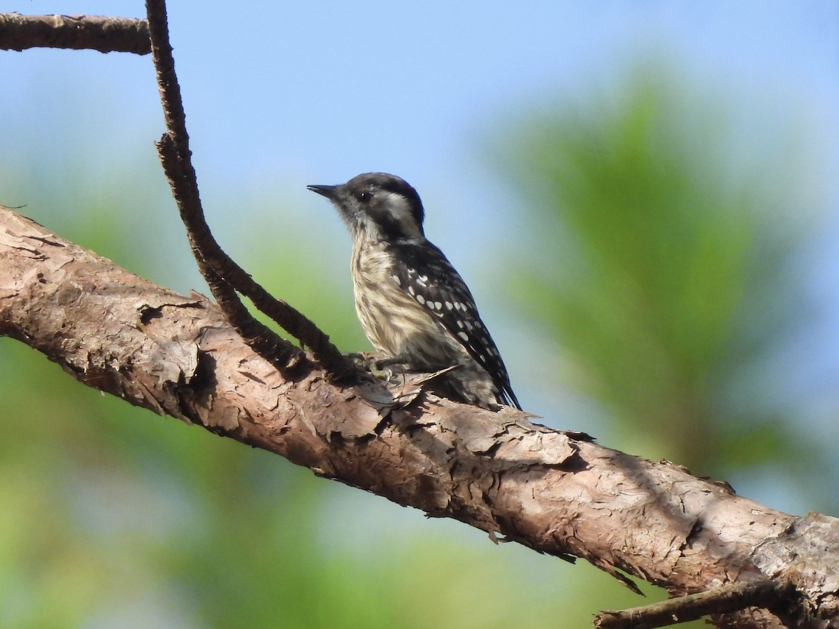 Gray-capped Pygmy Woodpecker - ML622292377