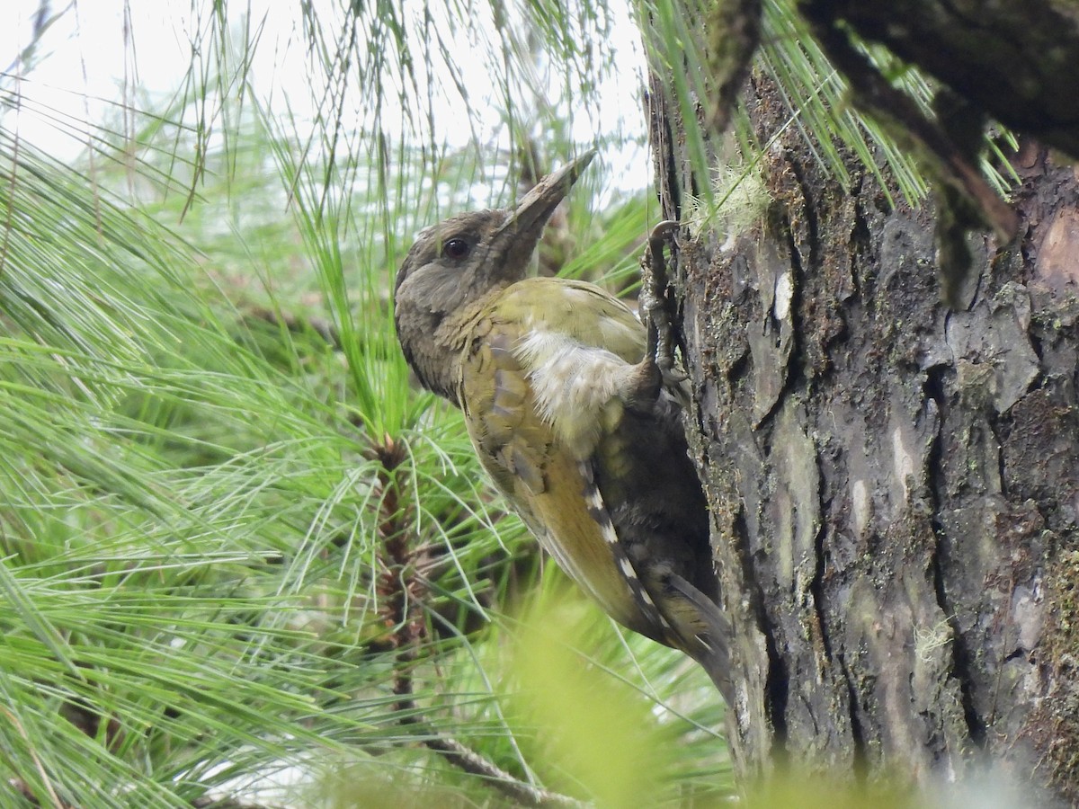 Gray-headed Woodpecker (Black-naped) - ML622292382