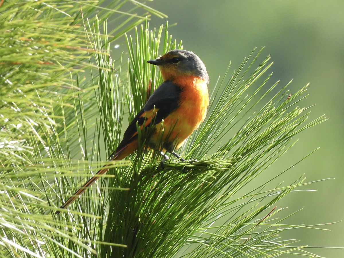 Long-tailed Minivet - ML622292385