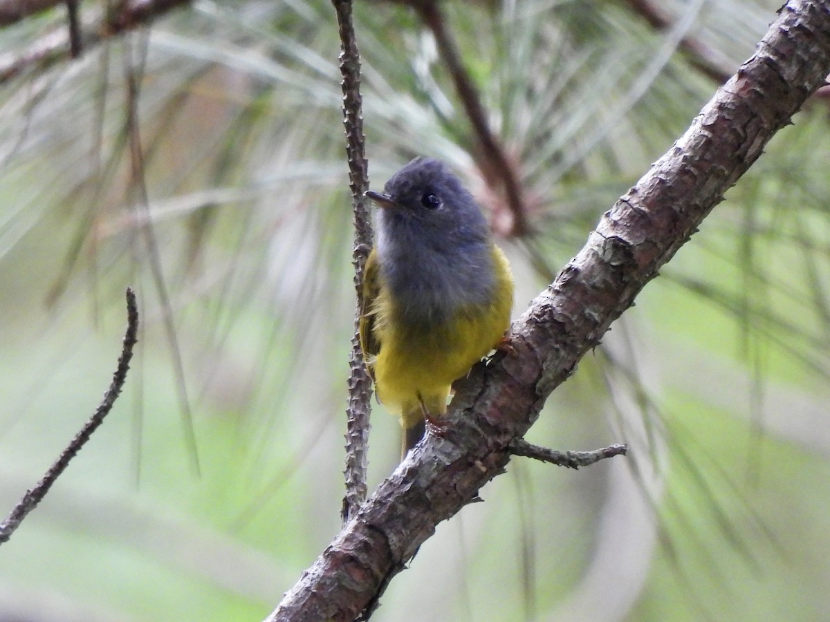 Gray-headed Canary-Flycatcher - Adrián Colino Barea