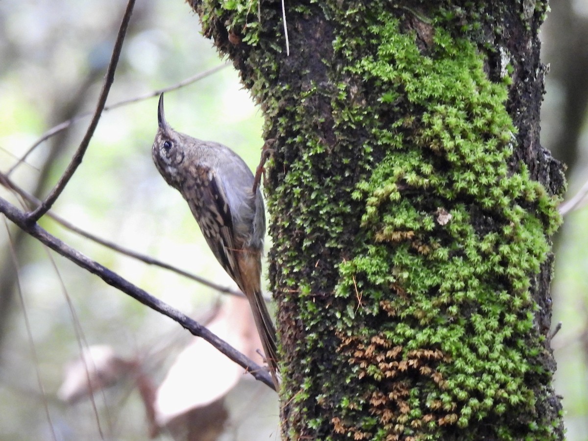 Hume's Treecreeper - ML622292400