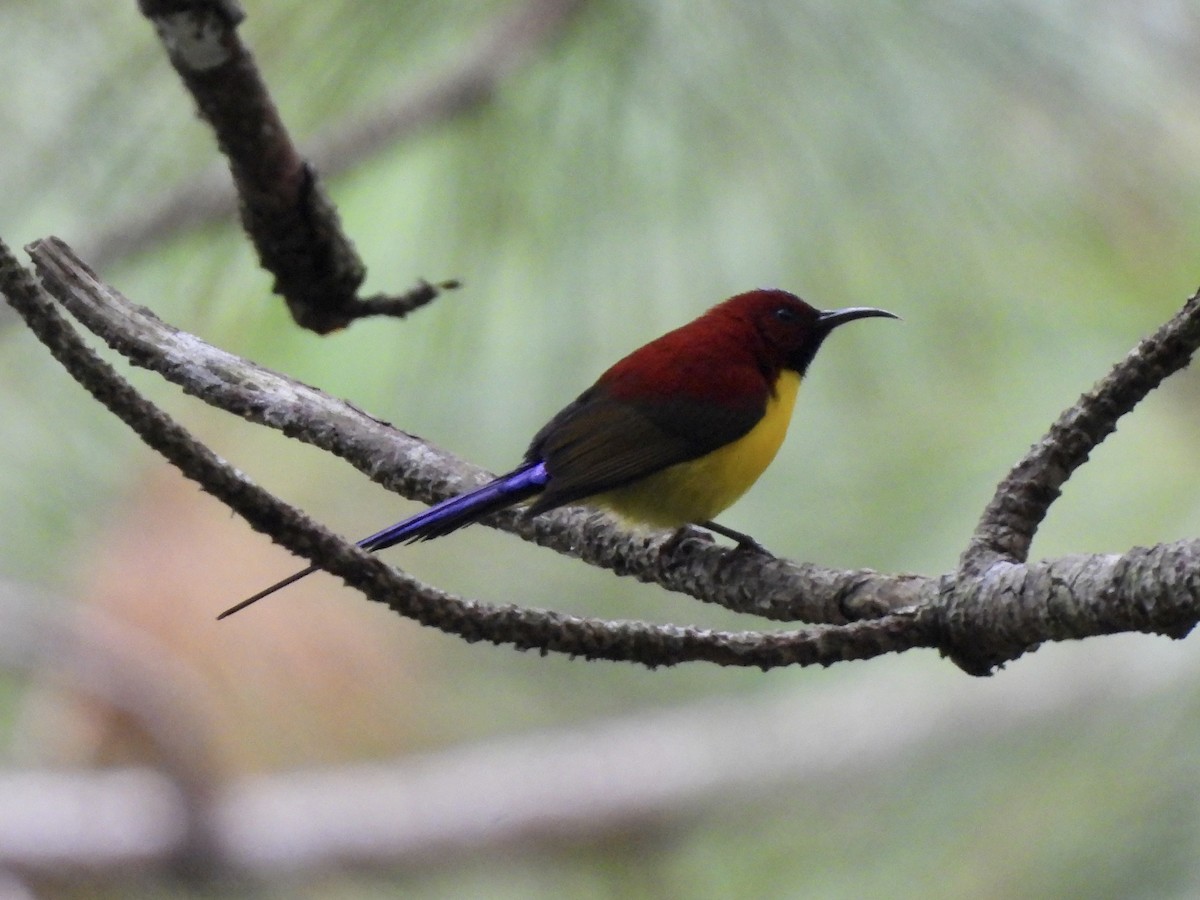 Mrs. Gould's Sunbird (Purple-rumped) - ML622292411