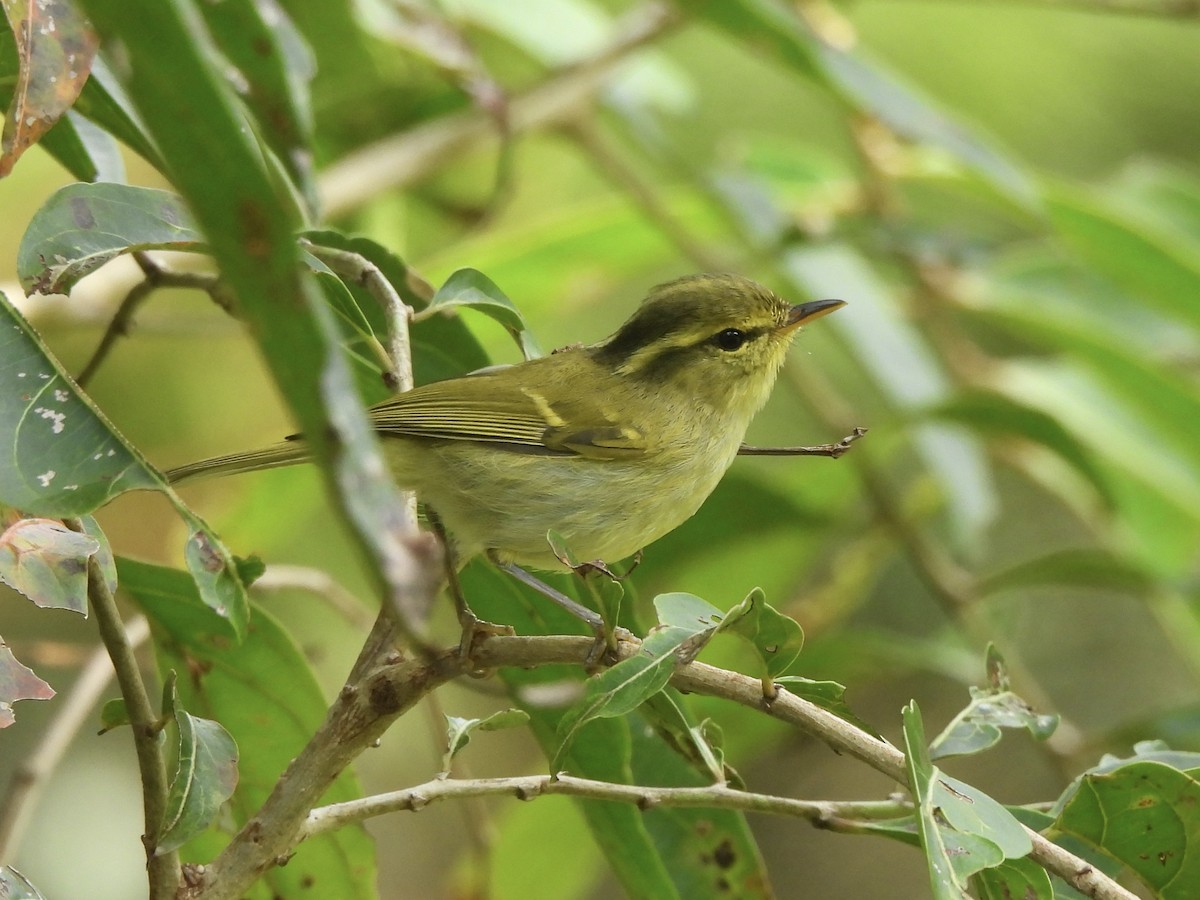 Kloss's Leaf Warbler - ML622292424