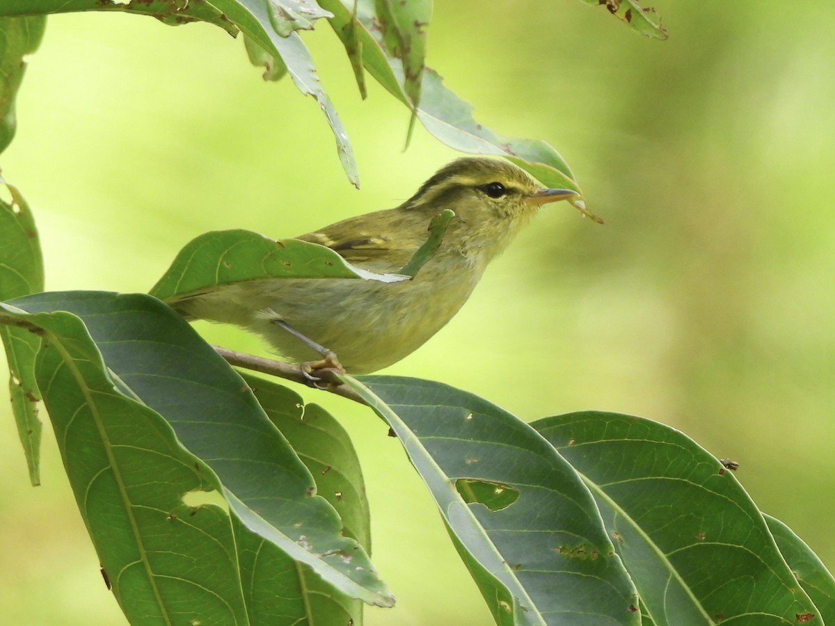 Kloss's Leaf Warbler - ML622292425