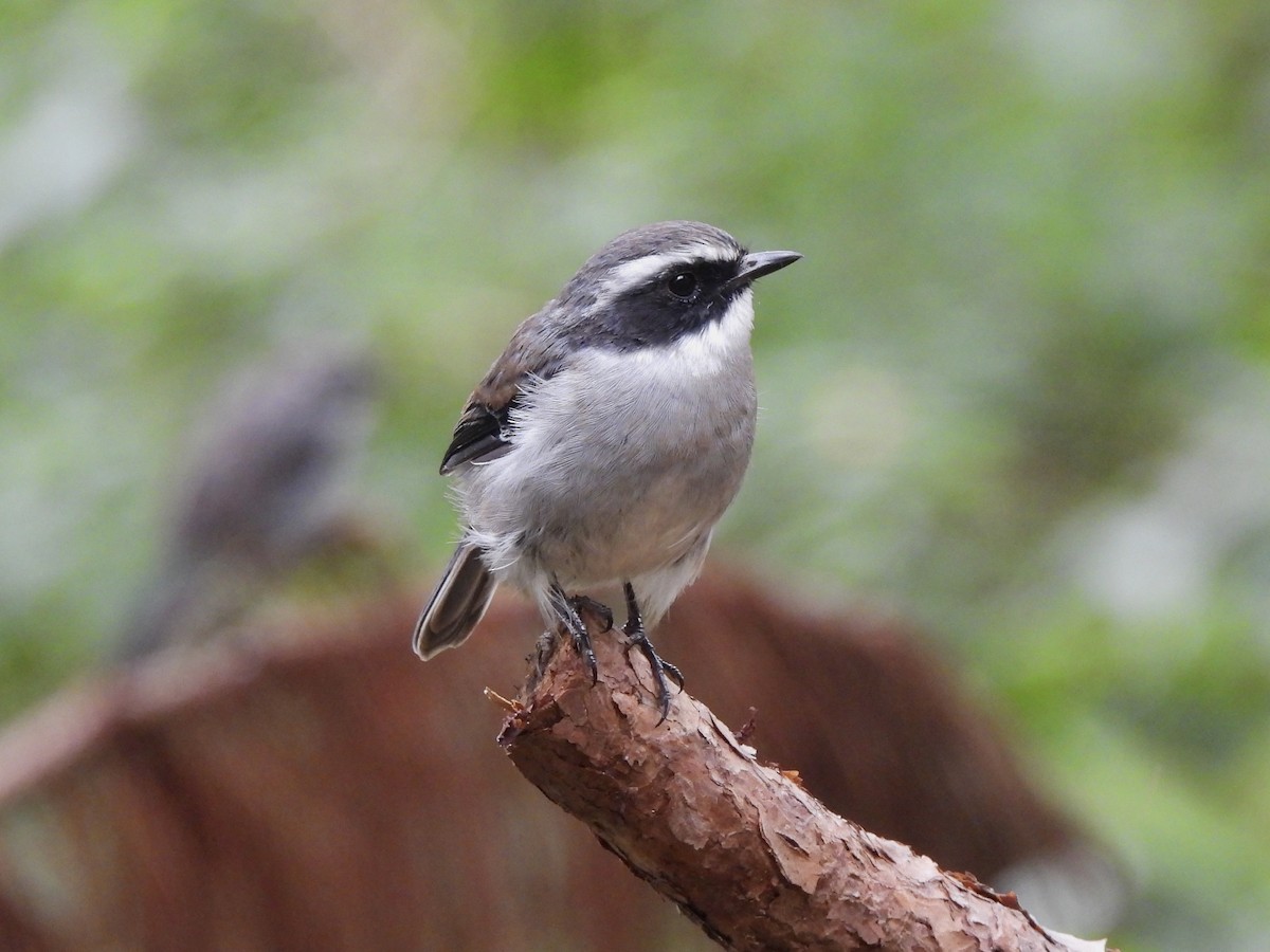 Gray Bushchat - ML622292436