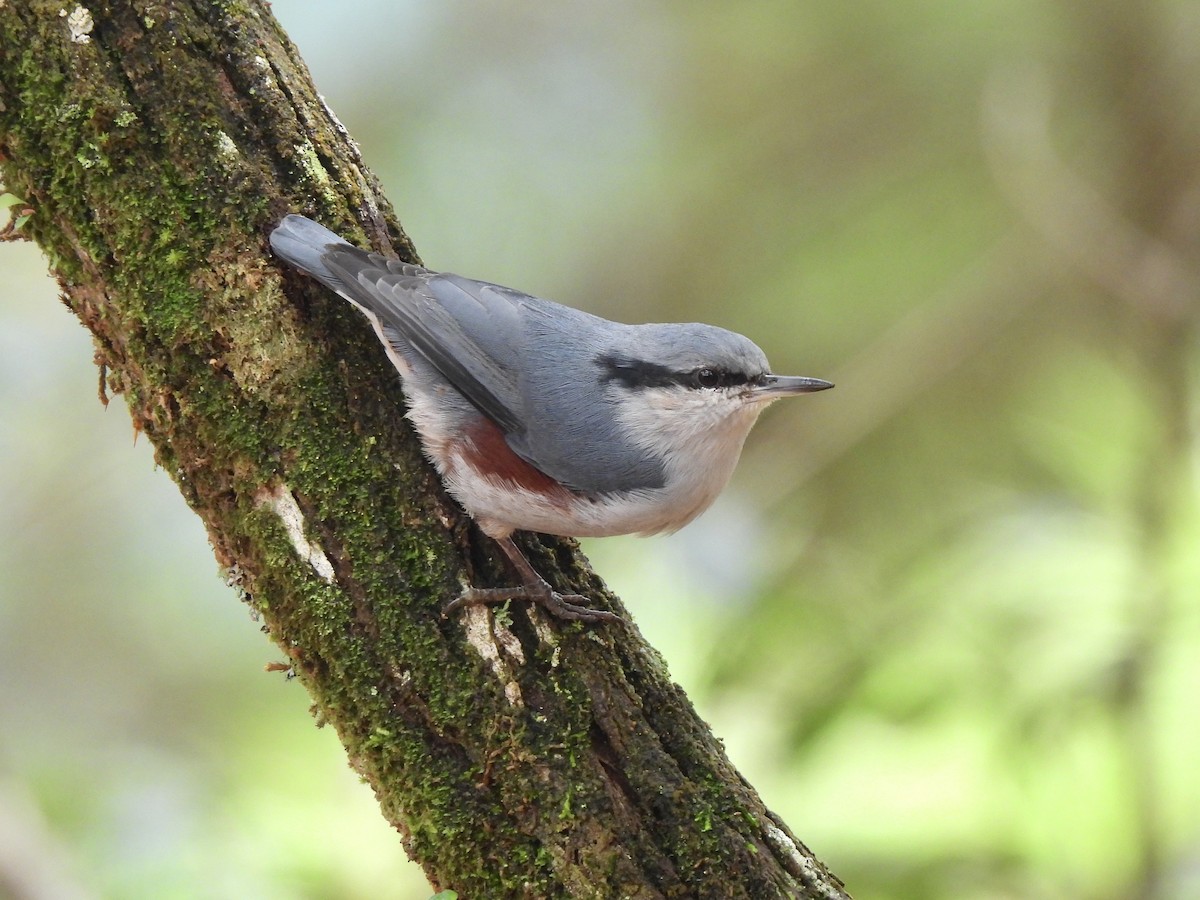 Chestnut-vented Nuthatch - ML622292440