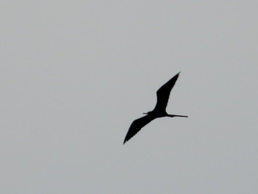 Magnificent Frigatebird - Elizabeth Stakenborg