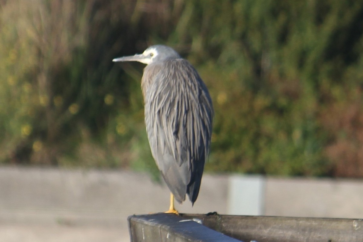 White-faced Heron - ML622292525