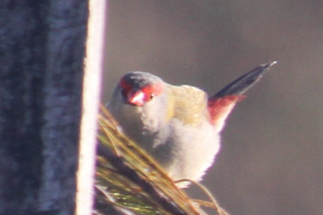 Red-browed Firetail - ML622292543