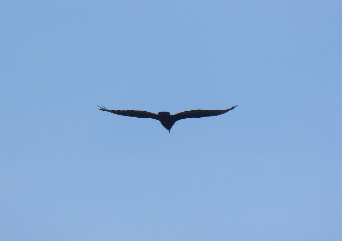 Turkey Vulture - ML622292564