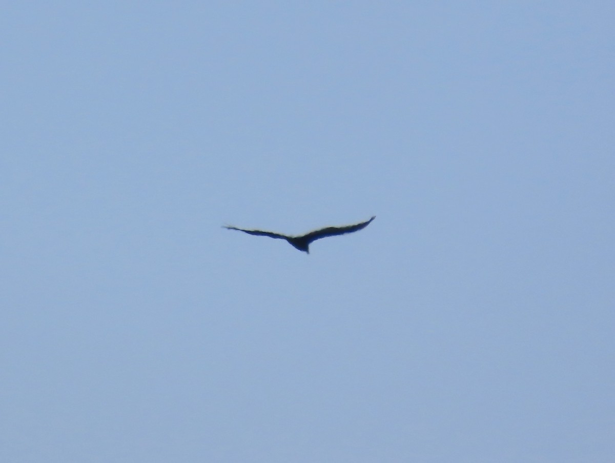 Turkey Vulture - ML622292573