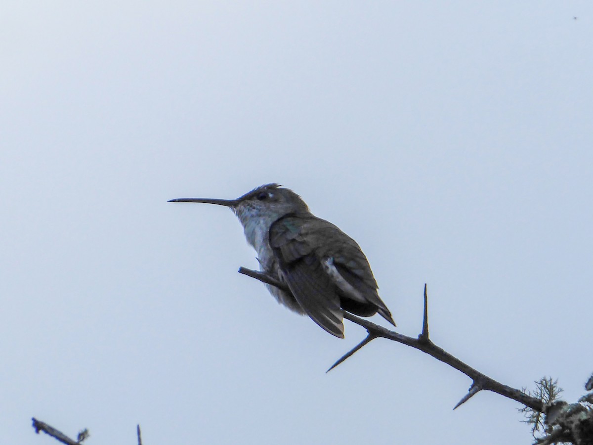 White-bellied Hummingbird - ML622292598