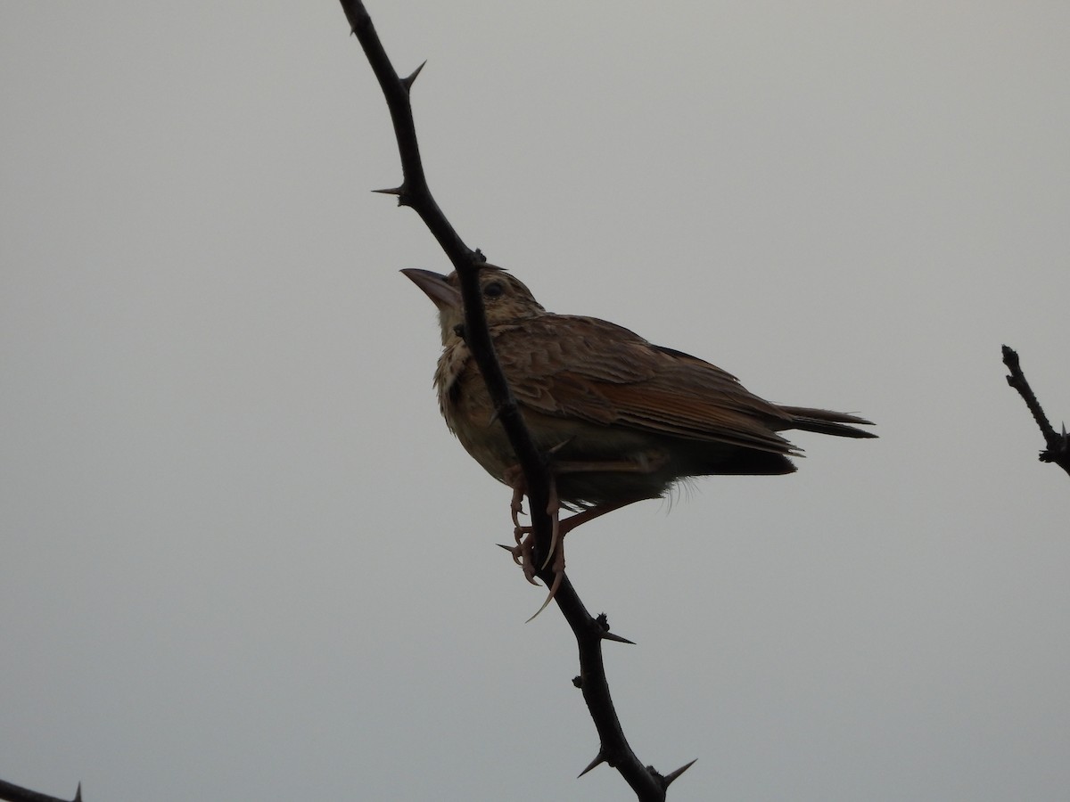 Jerdon's Bushlark - ML622292756