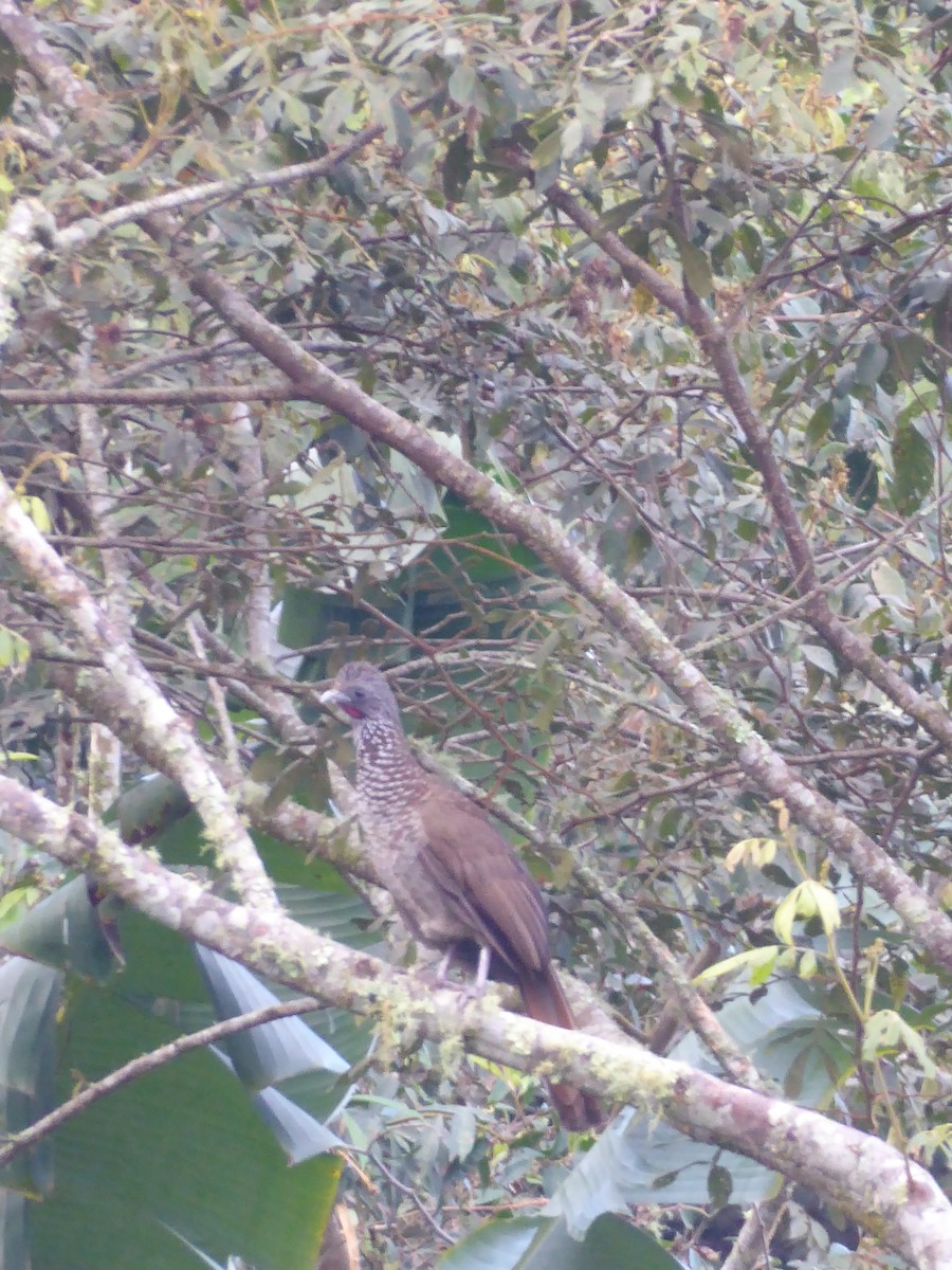 Speckled Chachalaca - ML622292764