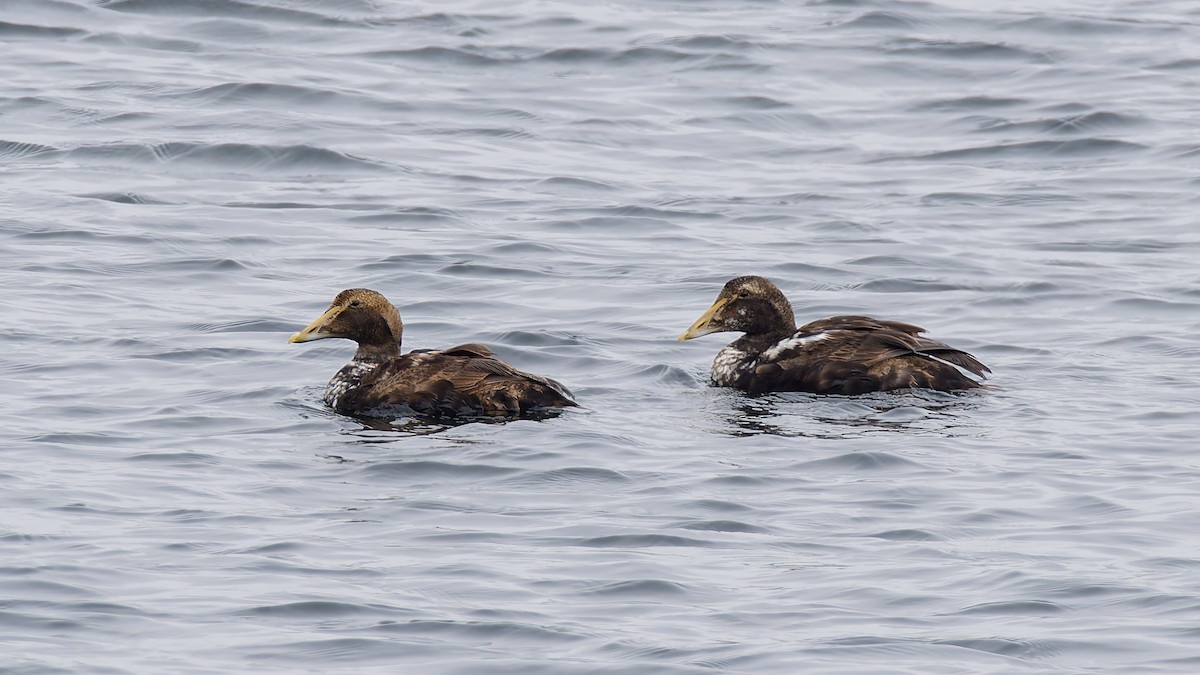 Common Eider - ML622292778