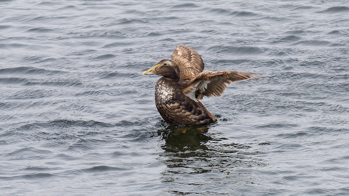 Common Eider - ML622292780