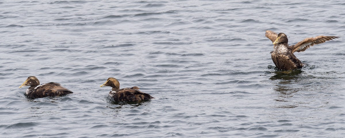 Common Eider - ML622292808