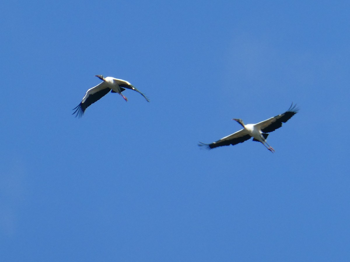 Wood Stork - ML622292819