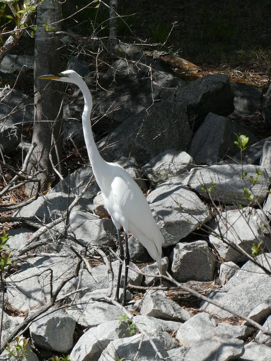 Great Egret - ML622292824