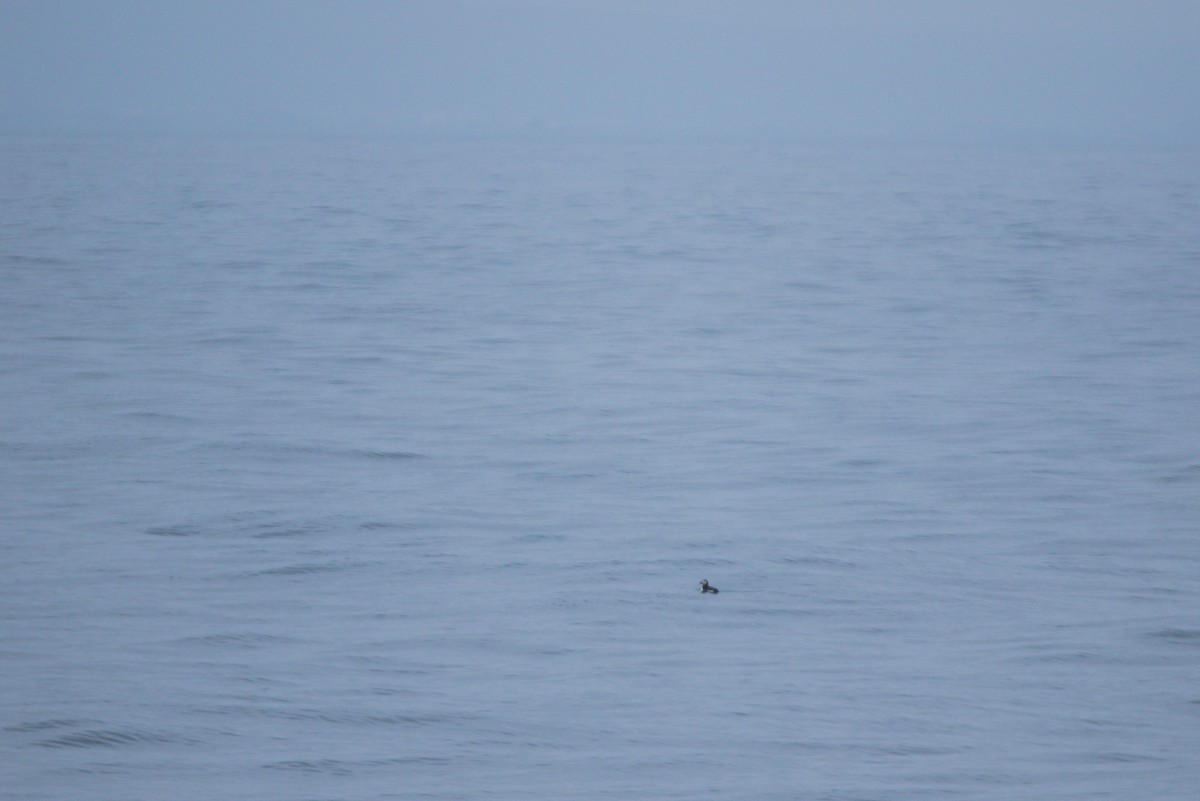 Atlantic Puffin - ML622292826