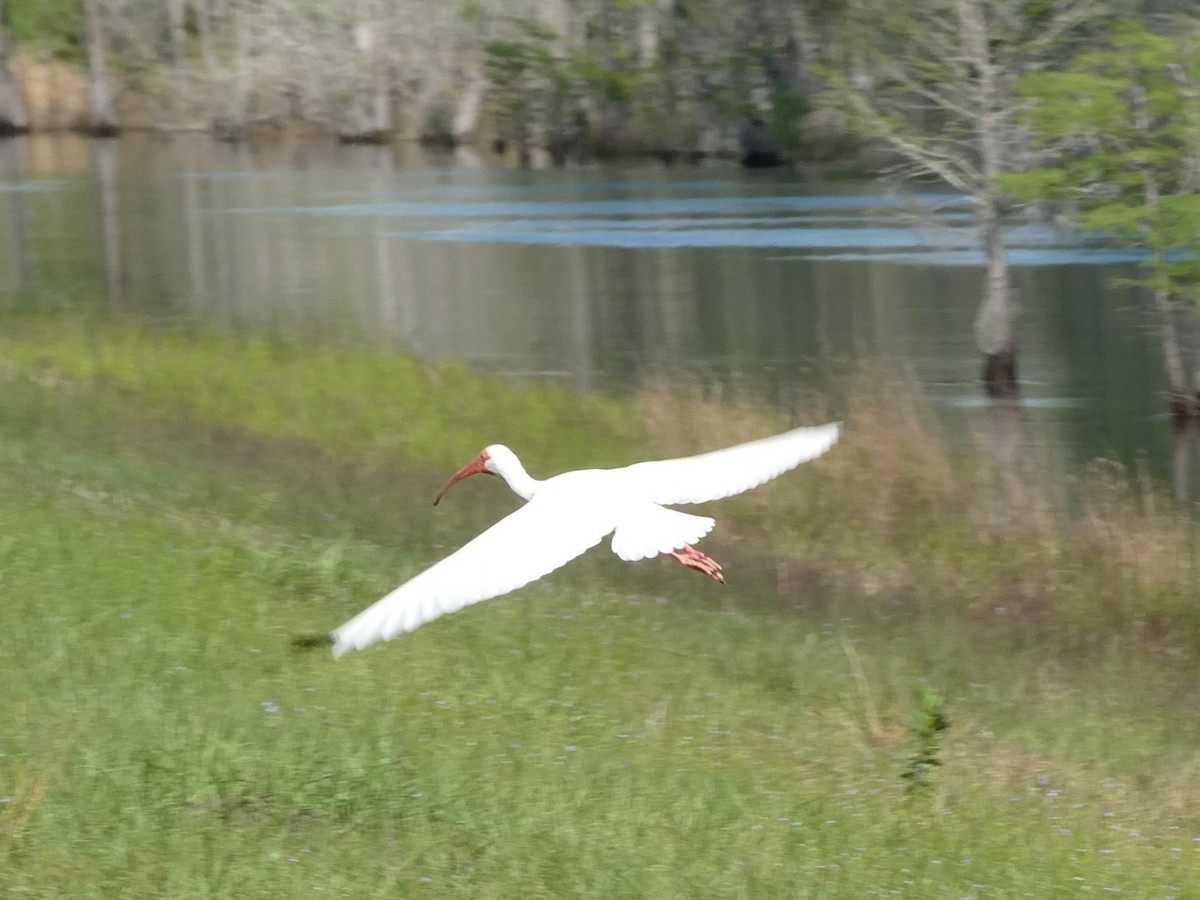 White Ibis - ML622292828