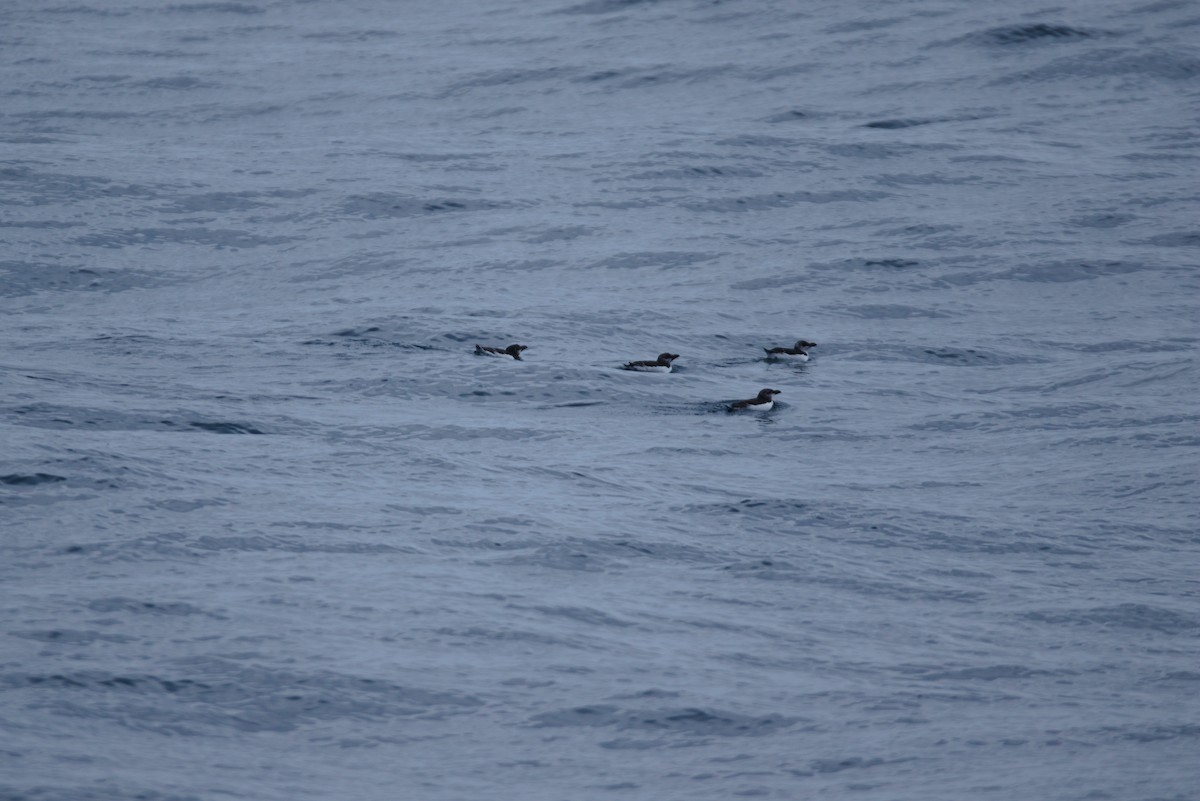 Razorbill - ML622292829