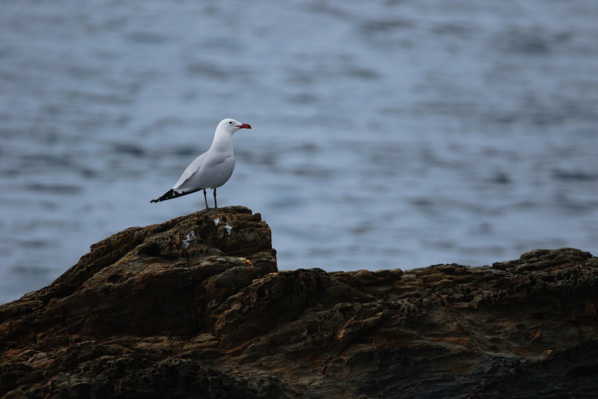Audouin's Gull - ML622292833