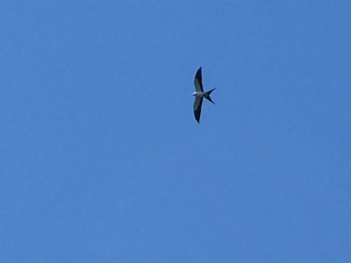 Swallow-tailed Kite - ML622292841