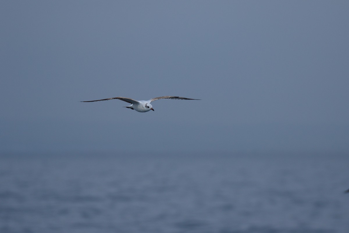 Mediterranean Gull - ML622292842