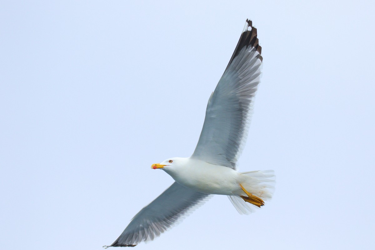 Yellow-legged Gull - ML622292843