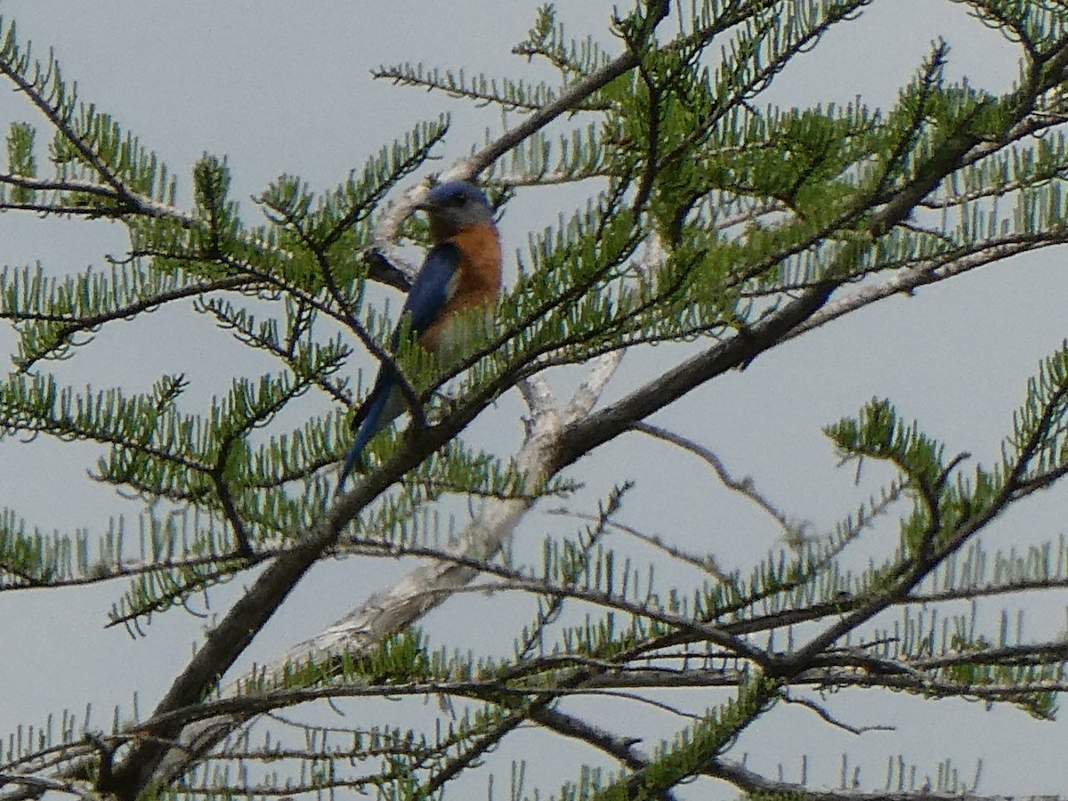 Eastern Bluebird - ML622292845