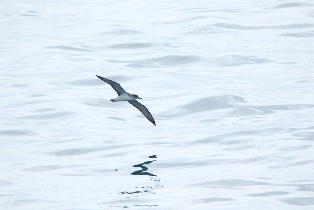 Scopoli's Shearwater - ML622292850