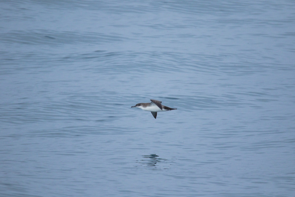Yelkouan Shearwater - ML622292857
