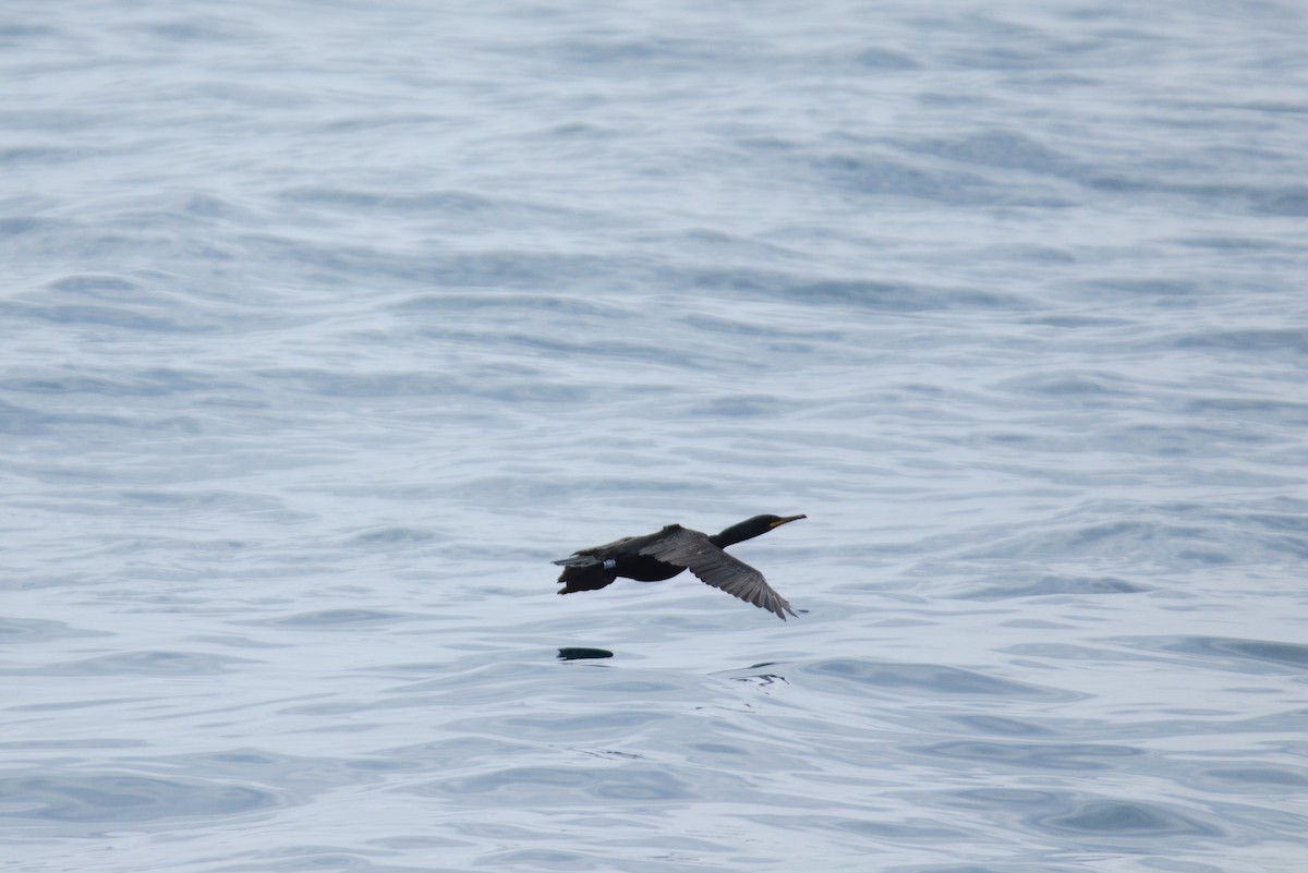 European Shag (Mediterranean) - ML622292862