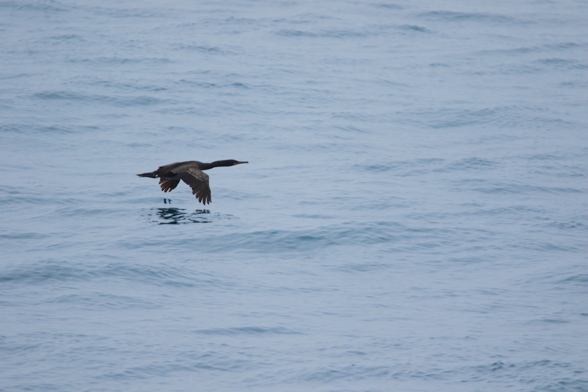 European Shag (Mediterranean) - ML622292864